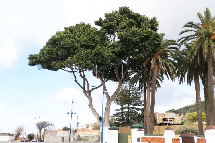 ficus-medio-ambiente