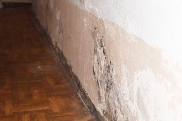 juan-carlos-i-humedades