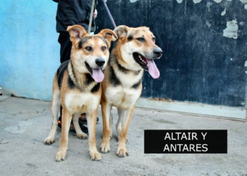 perros-adopcion