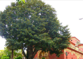 arbol-ficus