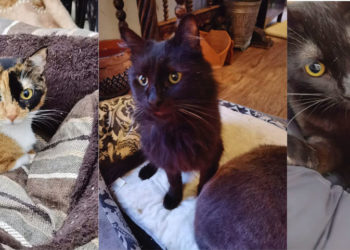 gatos-necesitan-acogida