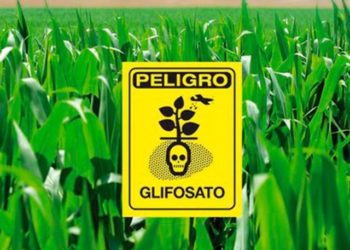 glifosato