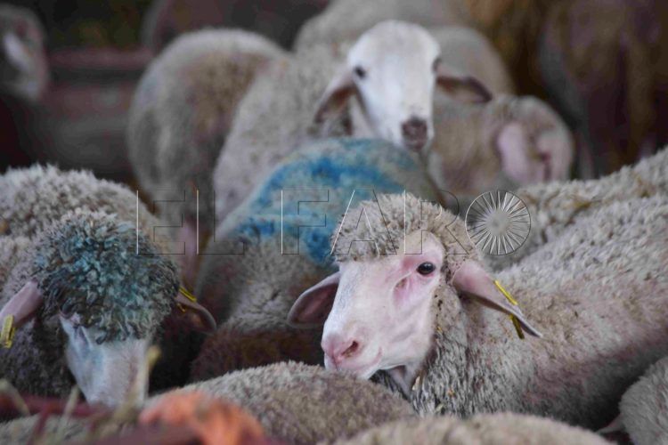 pascua-cordero-compra-animales-06