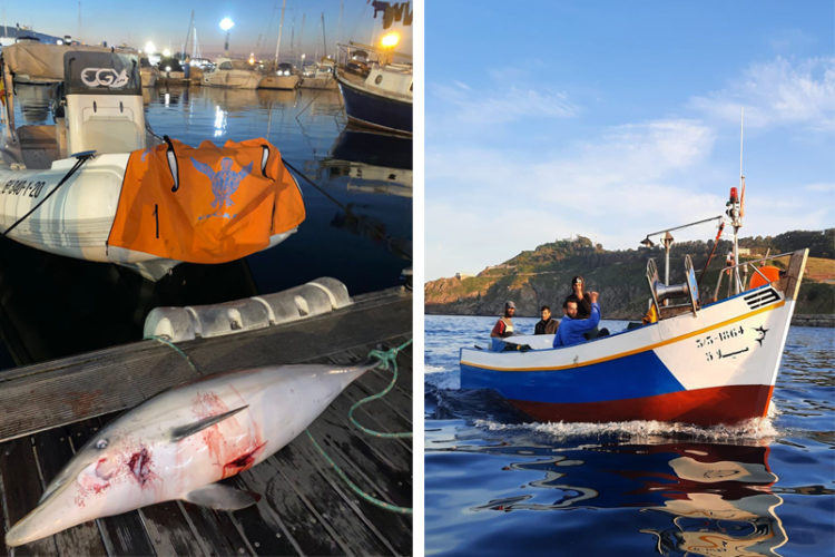 cecam-delfin-marroquies