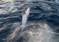 delfin-muerto-mutilado-cecam-3