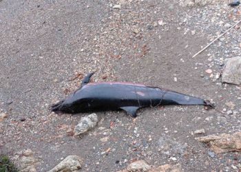 delfin-muerto-playa-bolera-2