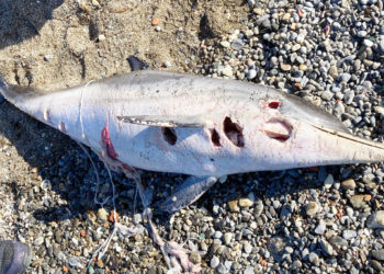 delfin-mutilado-playa