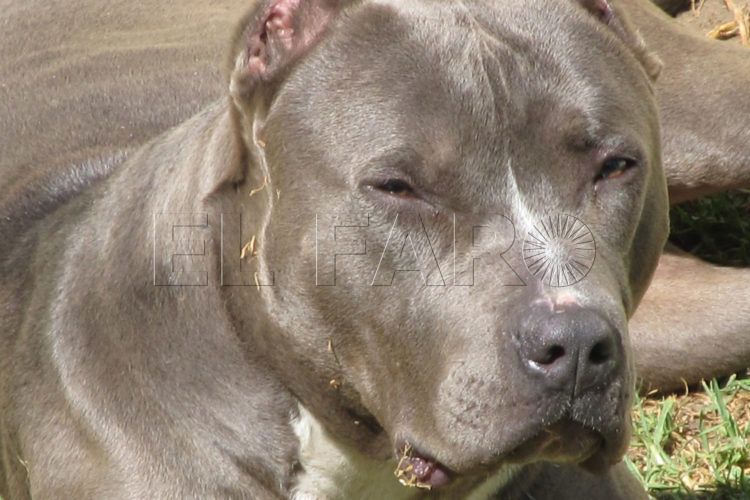 perro-potencialmente-peligroso