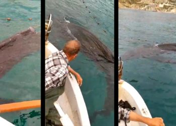 ballena-redes-melilla