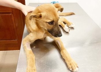 horus-maltrato-animal