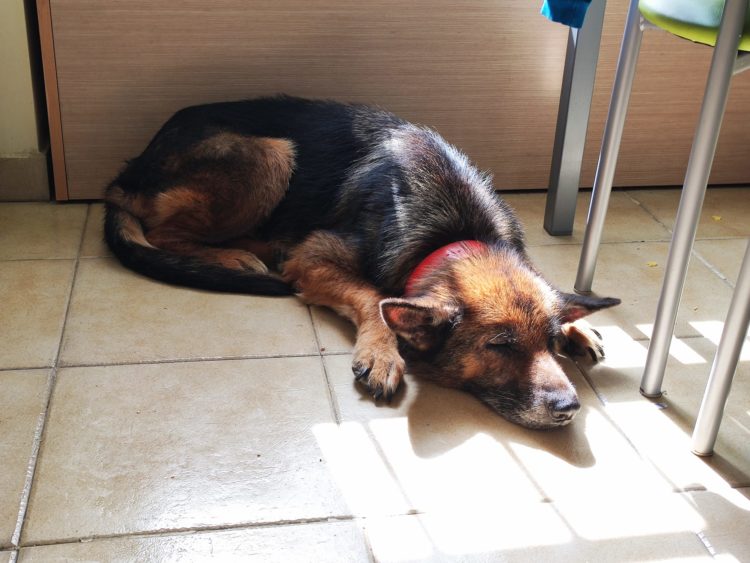 kiara-familia-acogida-1