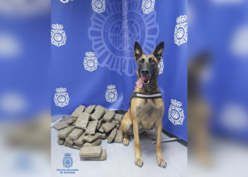 perro-policia-hachis
