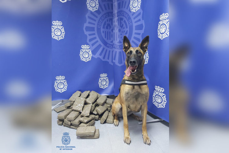 perro-policia-hachis