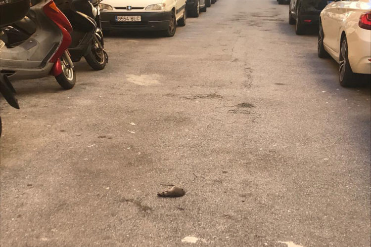 ratamuerta-padroscuzco