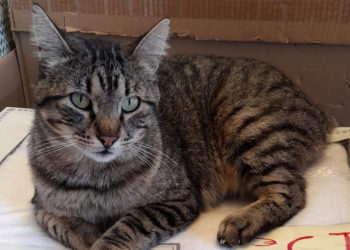 tigreton-gato-perdido-1