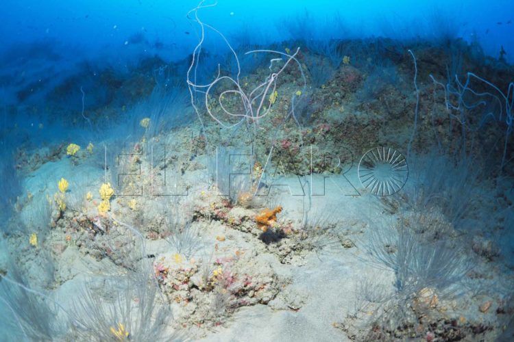 conservar-esconde-penumbra-1