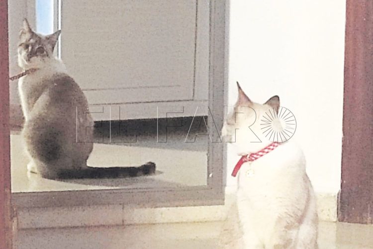 gato-espejo