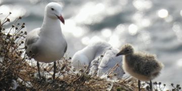 gaviota-audouin-1