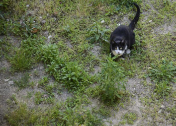 gatos-hierba