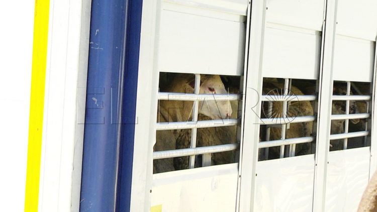 intervencion-policia-llegada-corderos-18