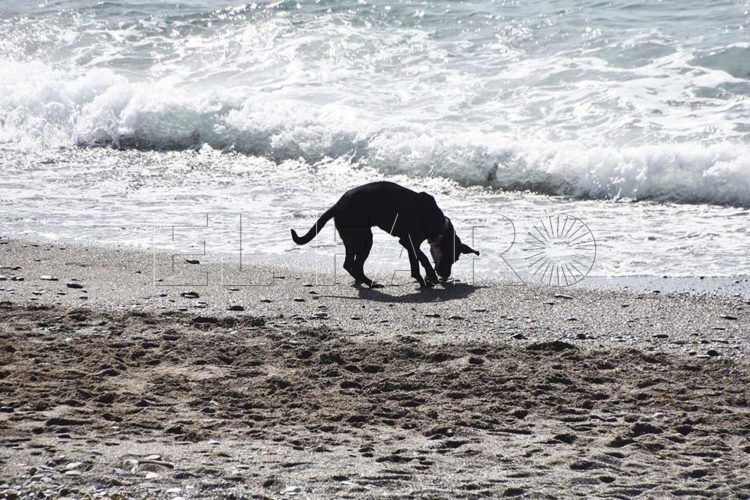 perros-playa-7