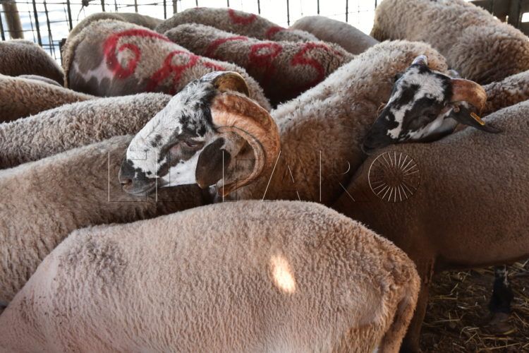 sacrificio-borrego-ganadero-1