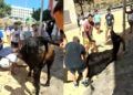 vaca-sacrificio-ilegal