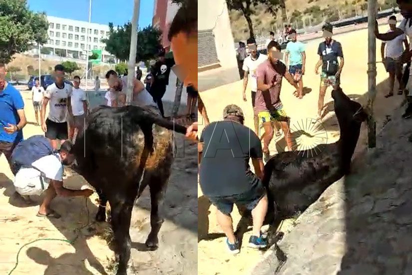 vaca-sacrificio-ilegal