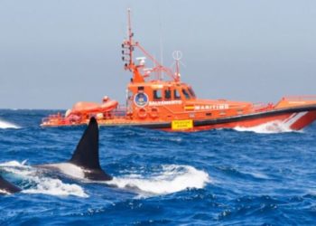 ataques-orcas-estrecho-2