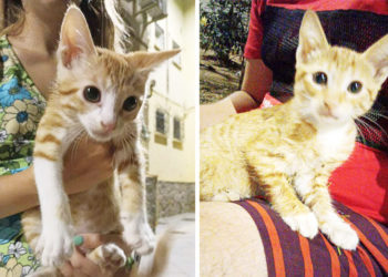 adopcion-acogida-urgente-cachorros-abandonados