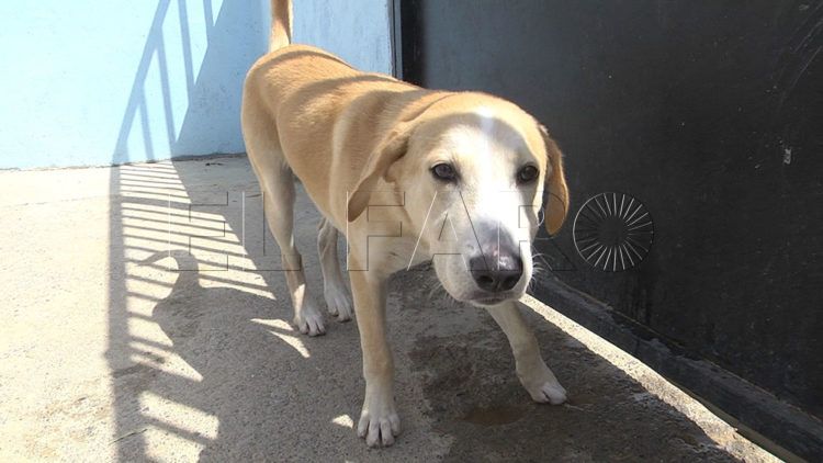 perros-protectora-animales-19