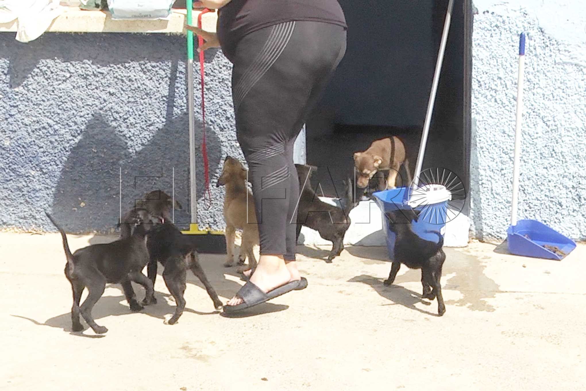 perros-protectora-animales