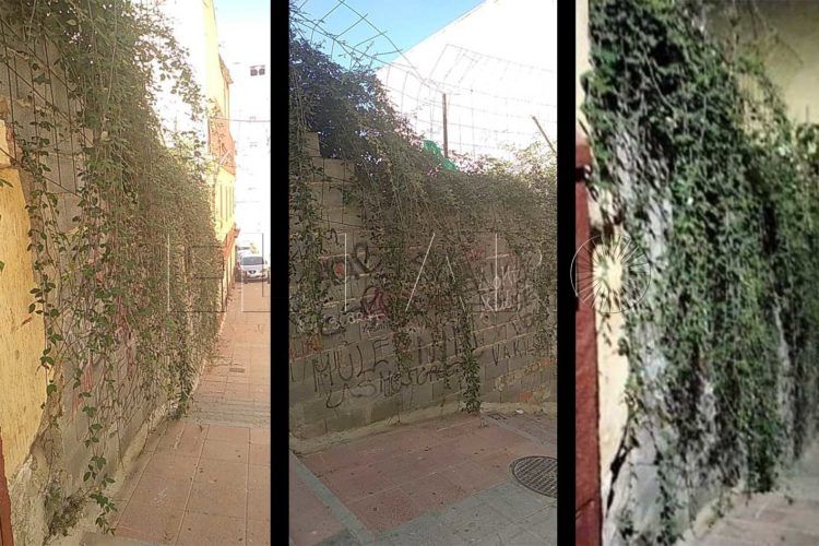 rastrojos-parecela-abandonadacalle-castillo-hidalgo