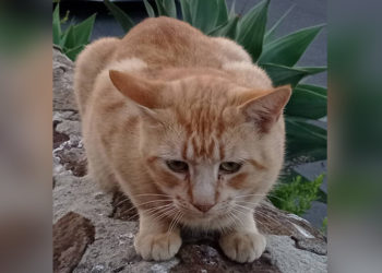 adopcion-gato-abandonado