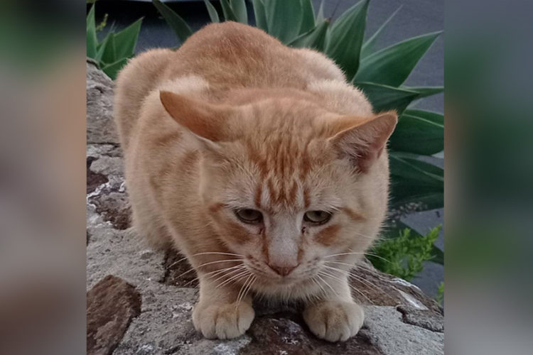 adopcion-gato-abandonado