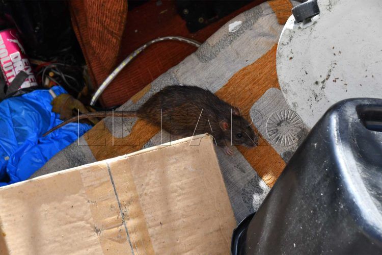 arroyo-paneque-basura-3