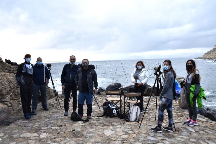 desnarigado-pardelas-005