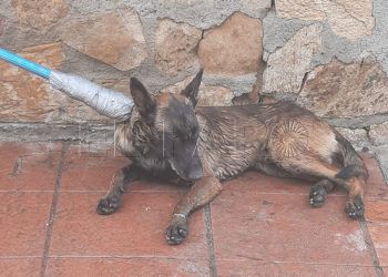 perro-sospechoso-rabia