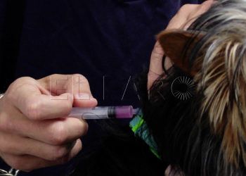 vacunacion-rabia-mascotas-animales