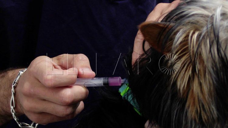 vacunacion-rabia-mascotas-animales