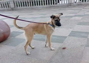 coyote-perro-adopción