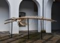 museo-mar-presentacion-esqueleto-ballena-001