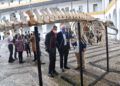 museo-mar-presentacion-esqueleto-ballena-005