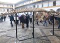 museo-mar-presentacion-esqueleto-ballena-006