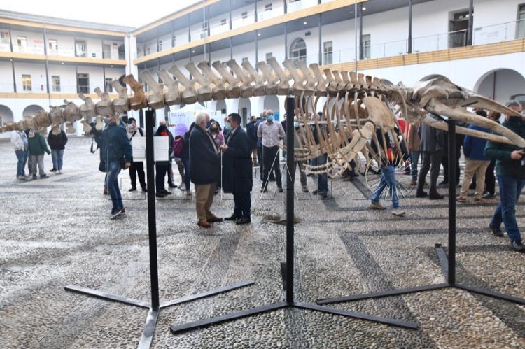 museo-mar-presentacion-esqueleto-ballena-006