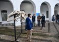 museo-mar-presentacion-esqueleto-ballena-021