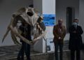 museo-mar-presentacion-esqueleto-ballena-023