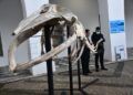 museo-mar-presentacion-esqueleto-ballena-028
