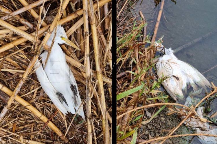 pajaro-muerto-embalse-infierno