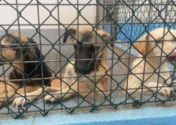 protectora-perros